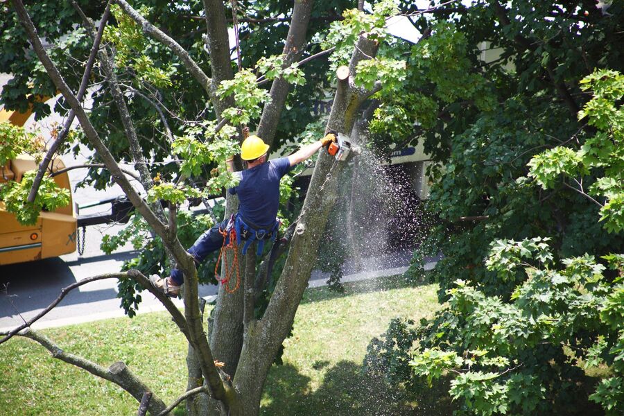 Tree Services by Southcal Landscape Corporation
