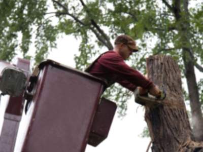 Tree services in La Habra by Southcal Landscape Corporation